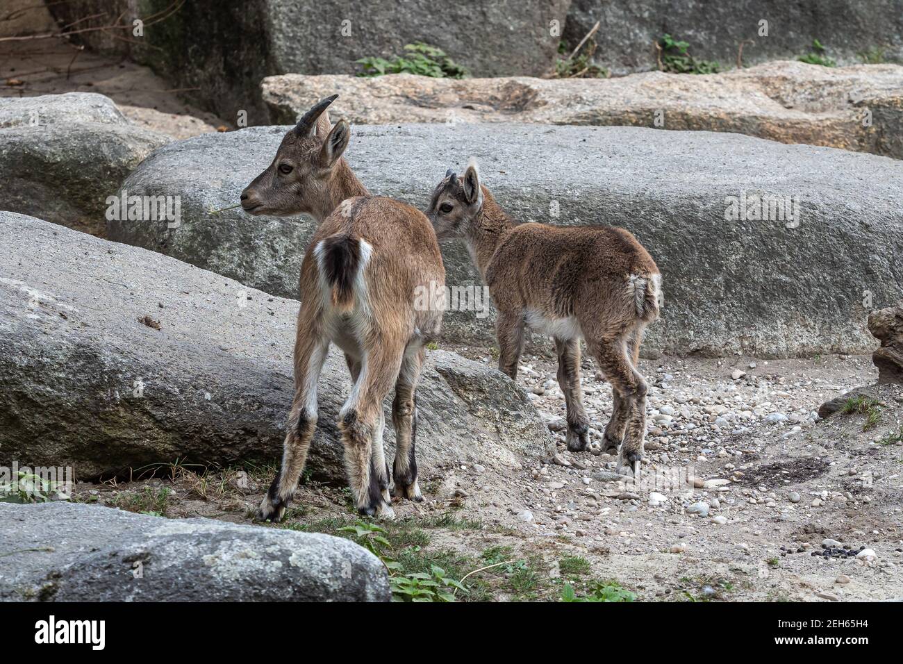 Junge Baby-Steinbock - Capra Steinbock im Zoo Stockfotografie - Alamy