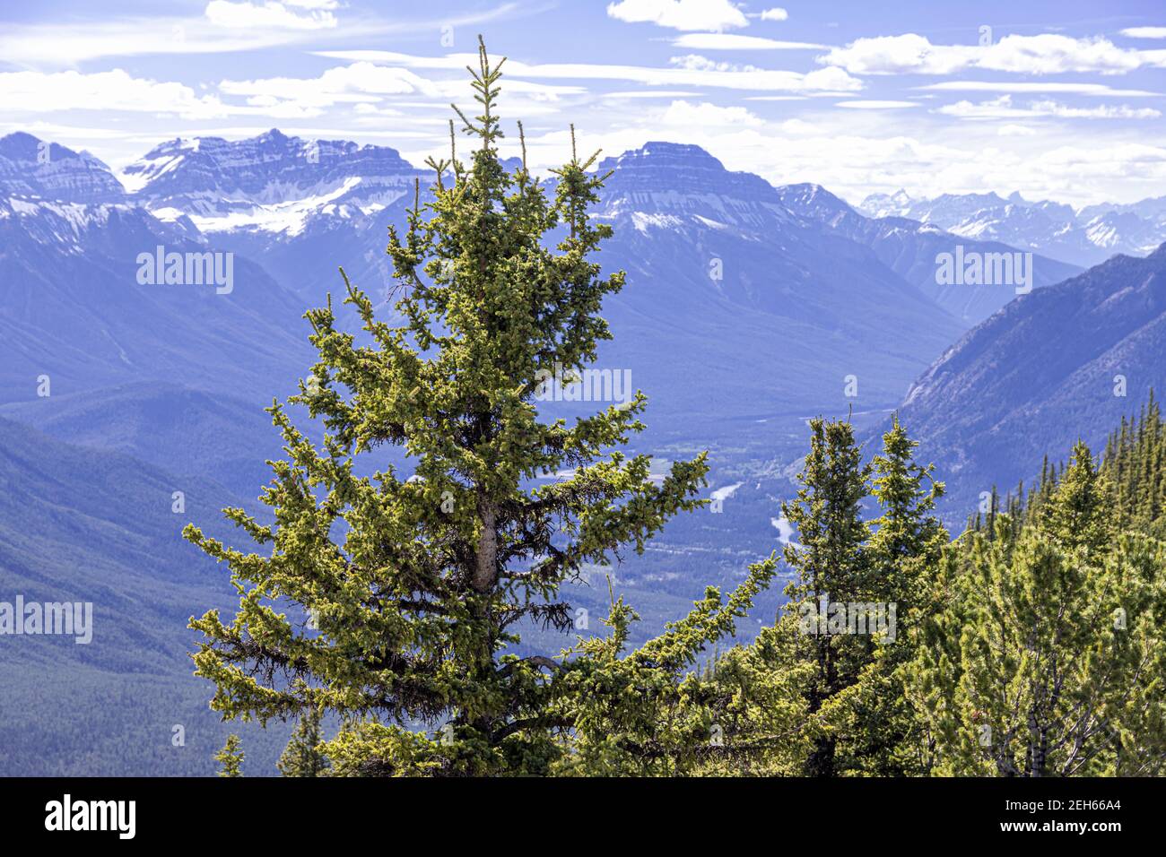 Eine Tanne auf Sulphur Mountain in den Rocky Mountains, Banff, Alberta, Kanada Stockfoto