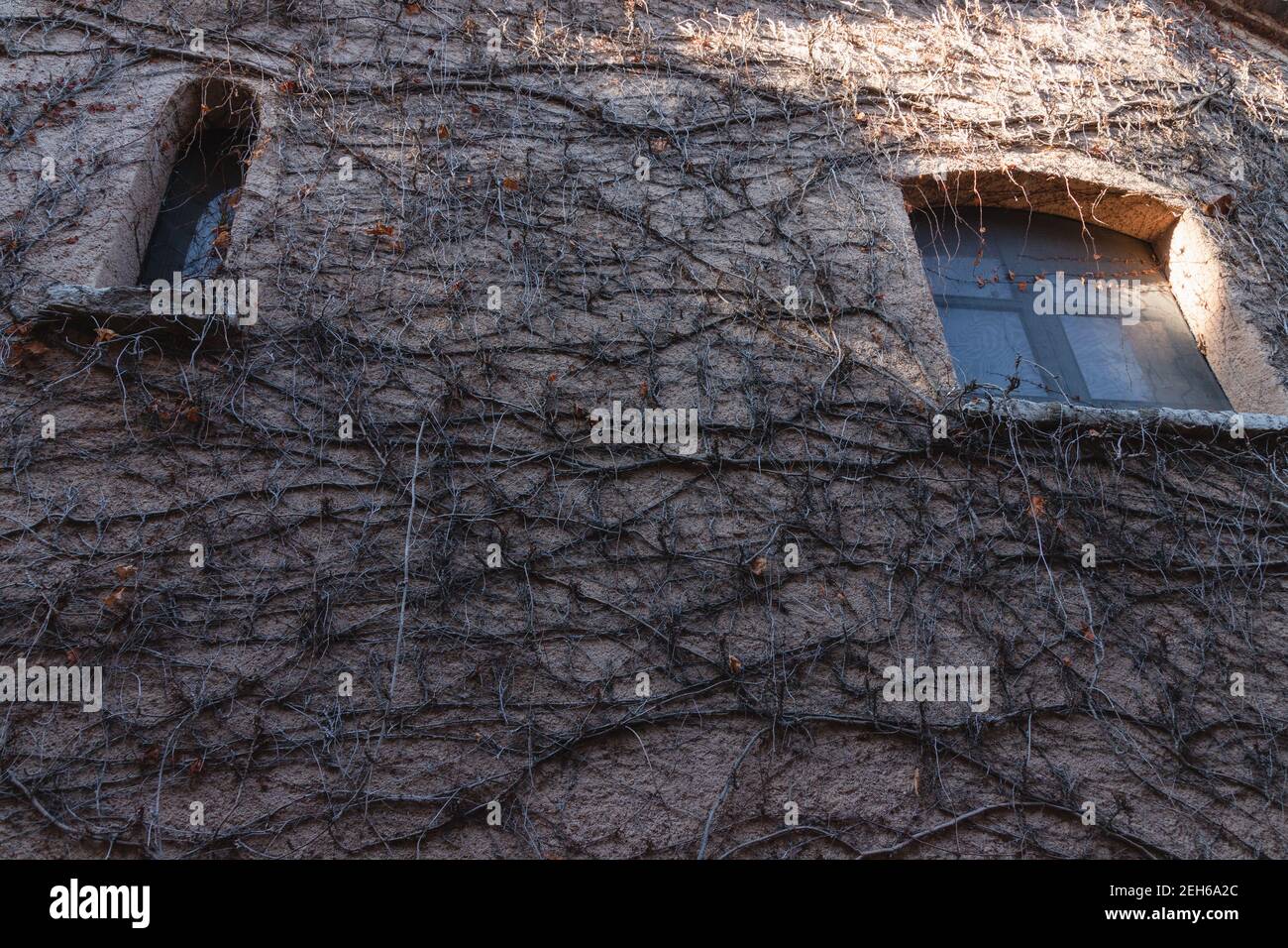 Fenster des alten Hauses gefüllt mit trockenen toten Pflanzen, Kletterpflanzen Stockfoto