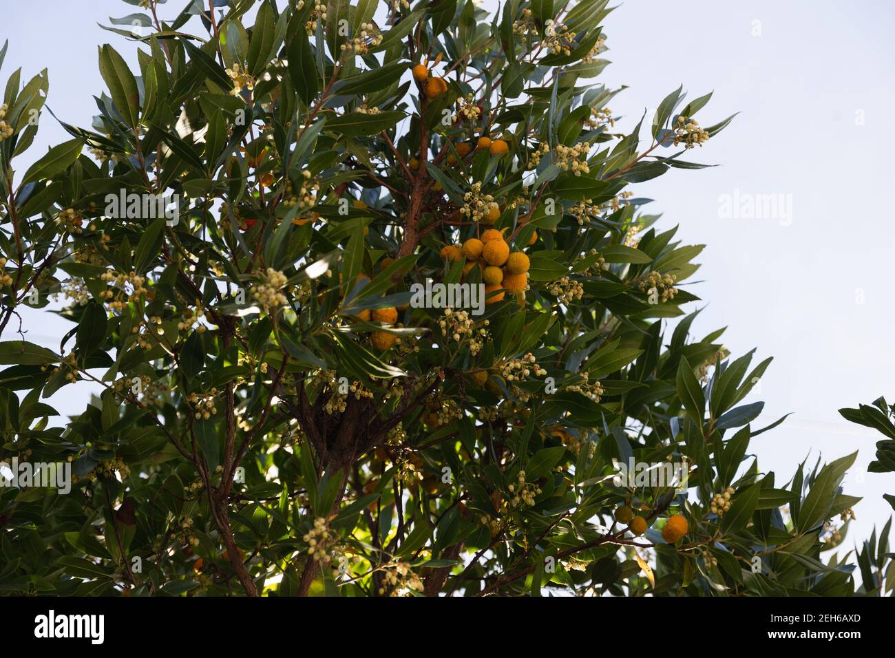 Baum mit Arbutusfrüchten, reife Frucht enthält kleine Mengen Alkohol. Kleine orange Früchte auf einem Baum. Sonniger Tag im Naturpark in Katalonien, S Stockfoto