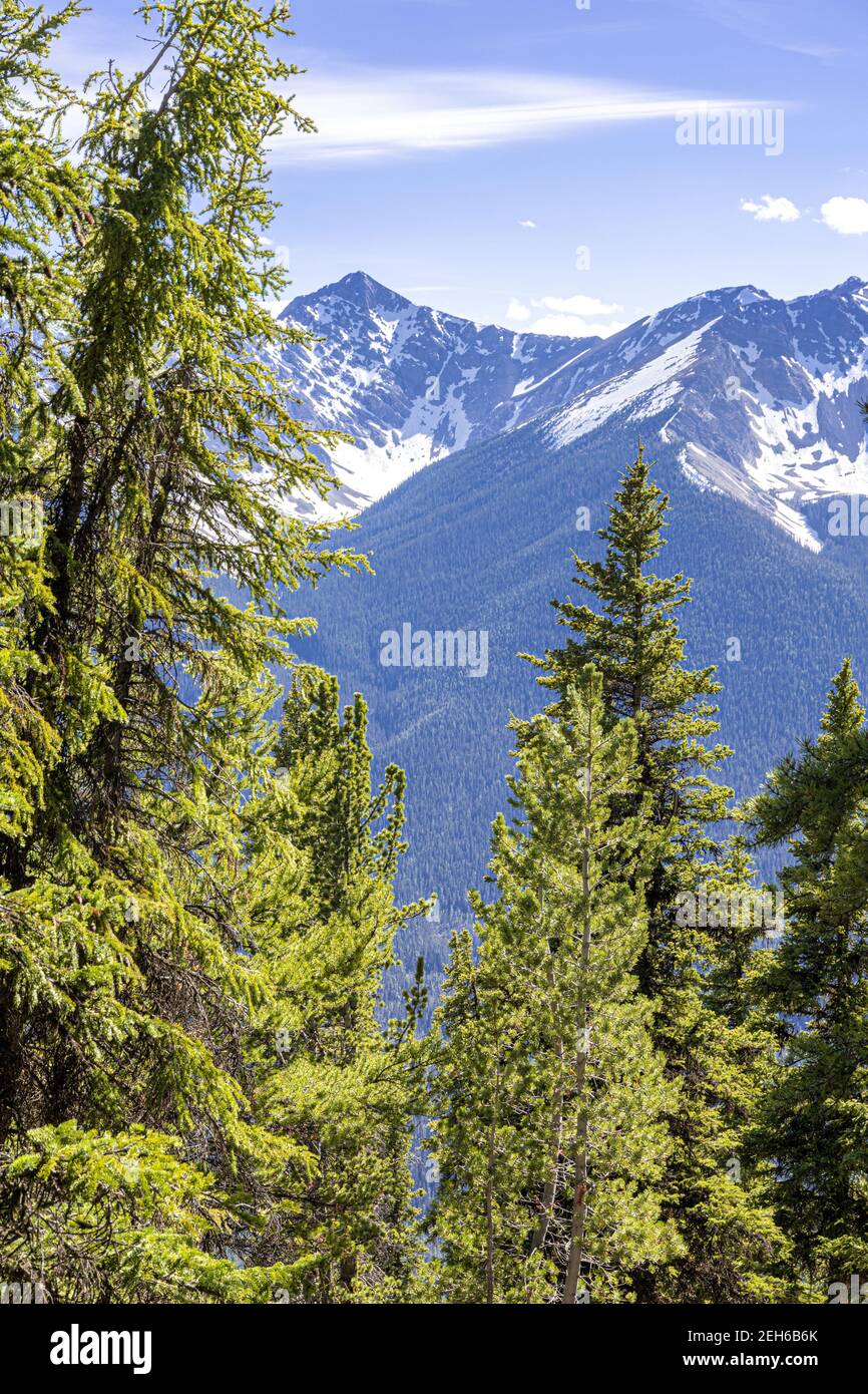 Tannenbäume auf Sulphur Mountain in den Rocky Mountains, Banff, Alberta, Kanada Stockfoto