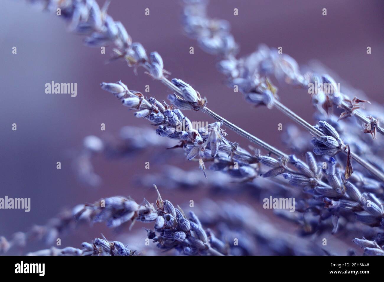 Trockene Lavendelblüten mit violettem Hintergrund. Stockfoto