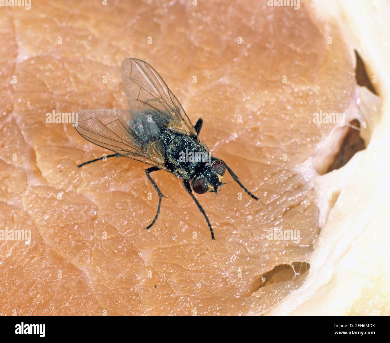 Hausfliege (Musca domestica) Erwachsene öffentliche Gesundheit Schädling auf Speck - Küchenhygiene Stockfoto