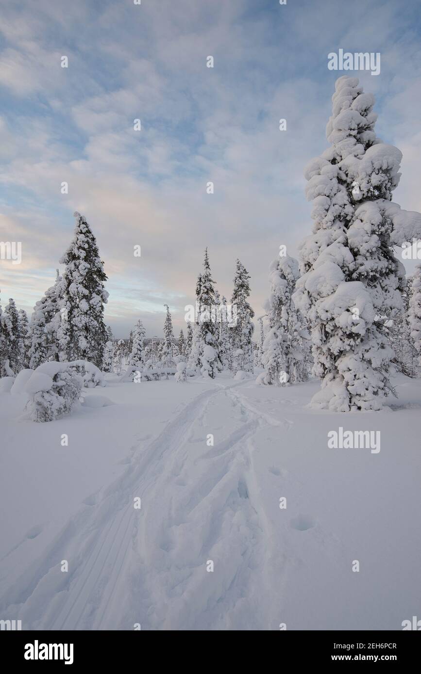 Skipisten im Pallas-Yllästunturi Nationalpark, Muonio, Lappland, Finnland Stockfoto