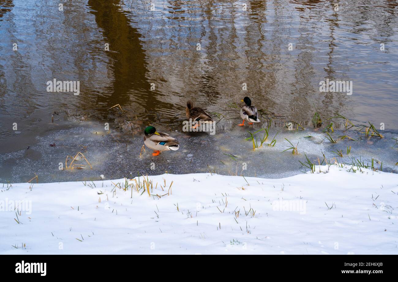 Winterszene mit Enten auf dem Eis Stockfoto
