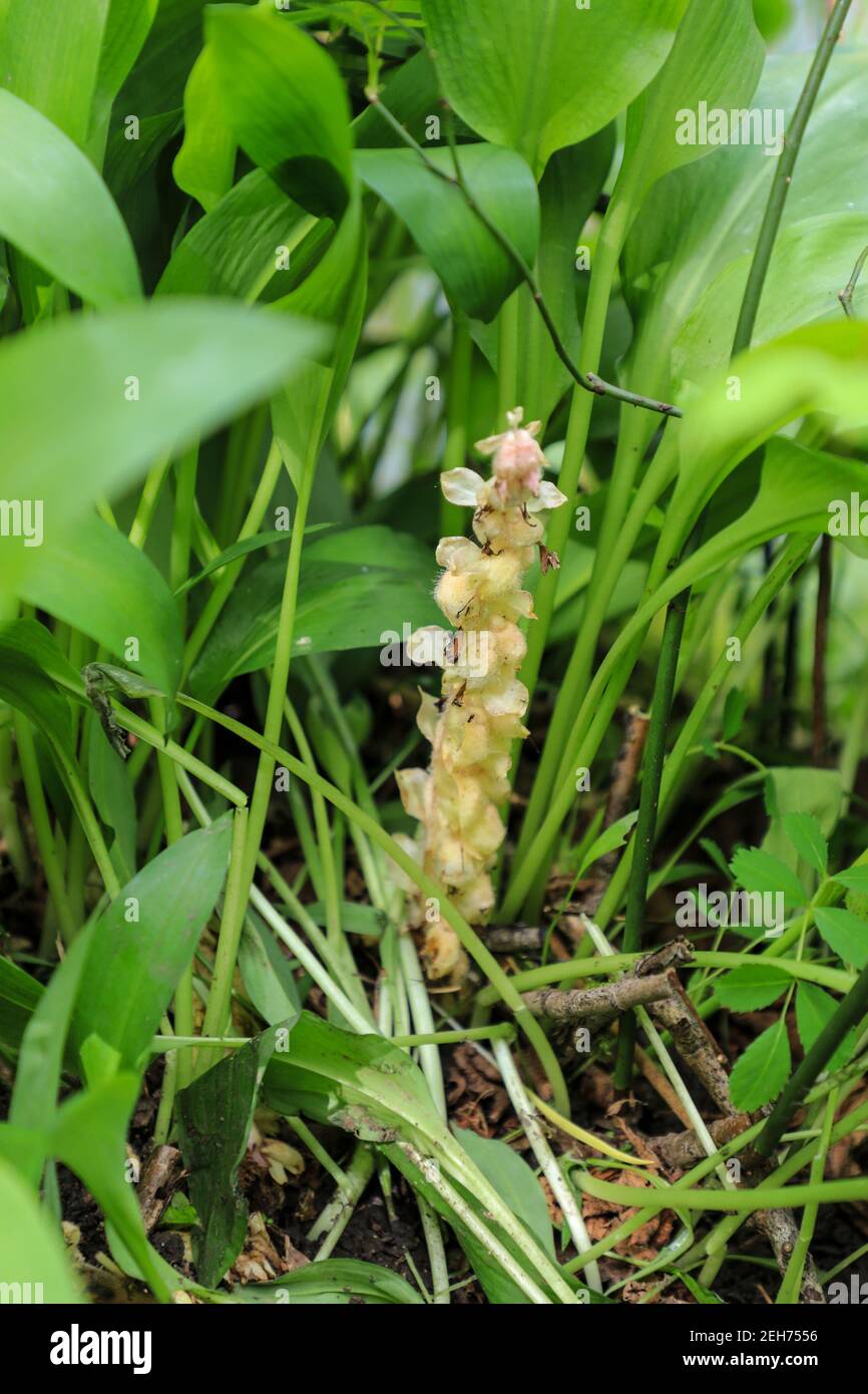 Zahnkraut (Lathraea squamaria), eine parasitäre Pflanze, die an Baumwurzeln wächst, England, Großbritannien Stockfoto