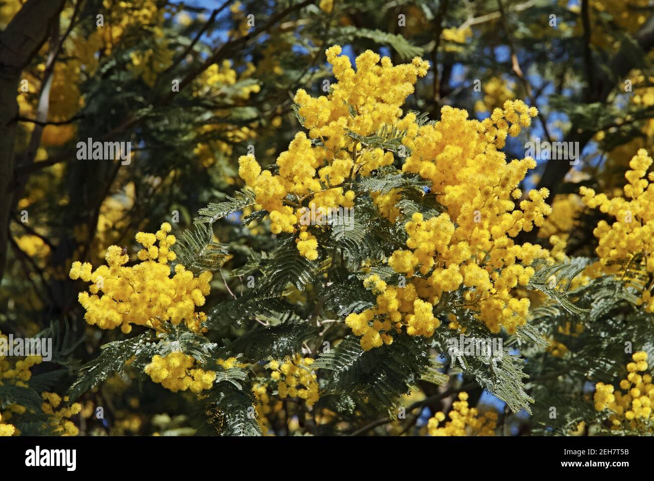 Zweig des silbernen Wasserbaums in der Blüte, Blätter und Blütenköpfe Stockfoto