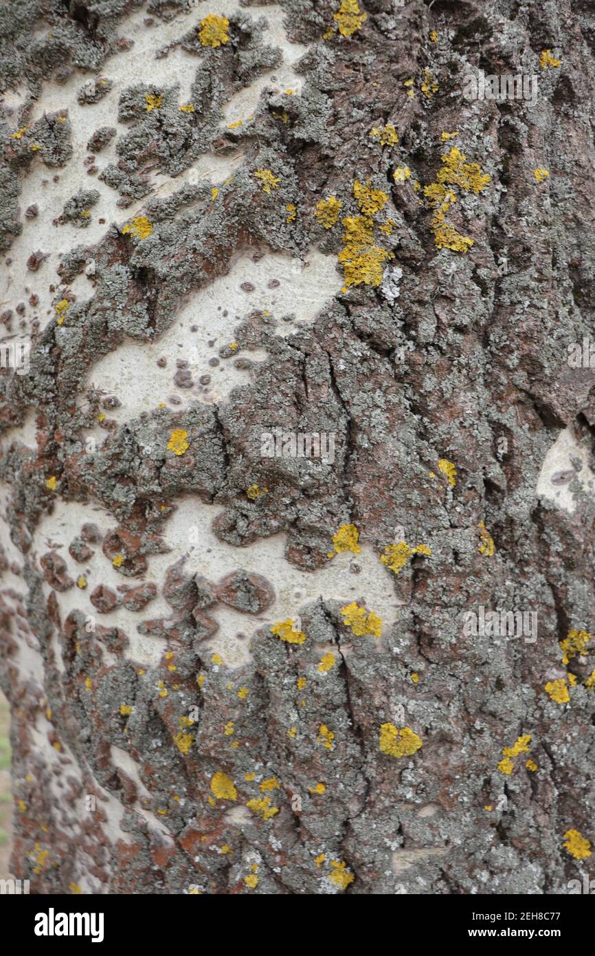Trockene Rindenstruktur, Holzhintergrund, grau gerippte Oberfläche der Kortex Stockfoto
