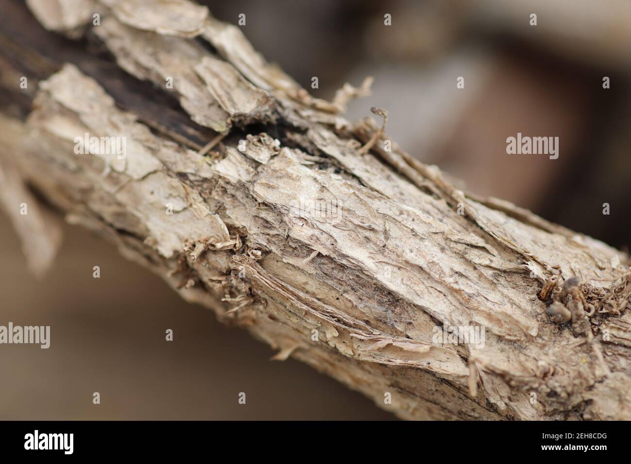 Trockene Rindenstruktur, Holzhintergrund Stockfoto