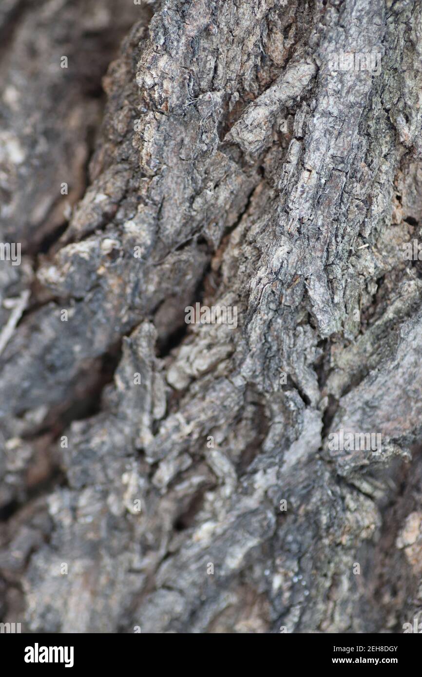 Trockene Rindenstruktur, Holzhintergrund, grau gerippte Oberfläche der Kortex Stockfoto