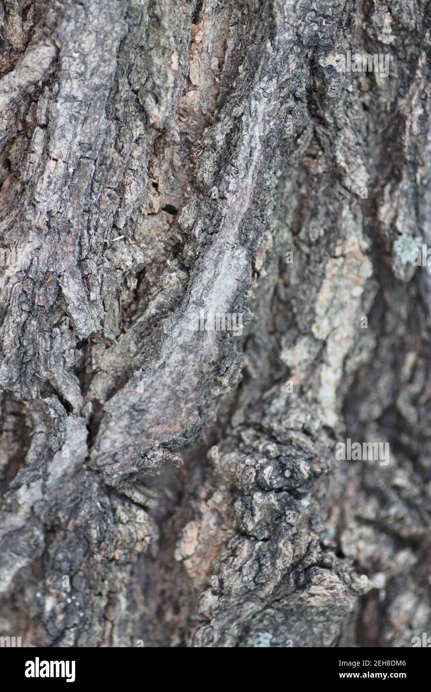 Trockene Rindenstruktur, Holzhintergrund, grau gerippte Oberfläche der Kortex Stockfoto