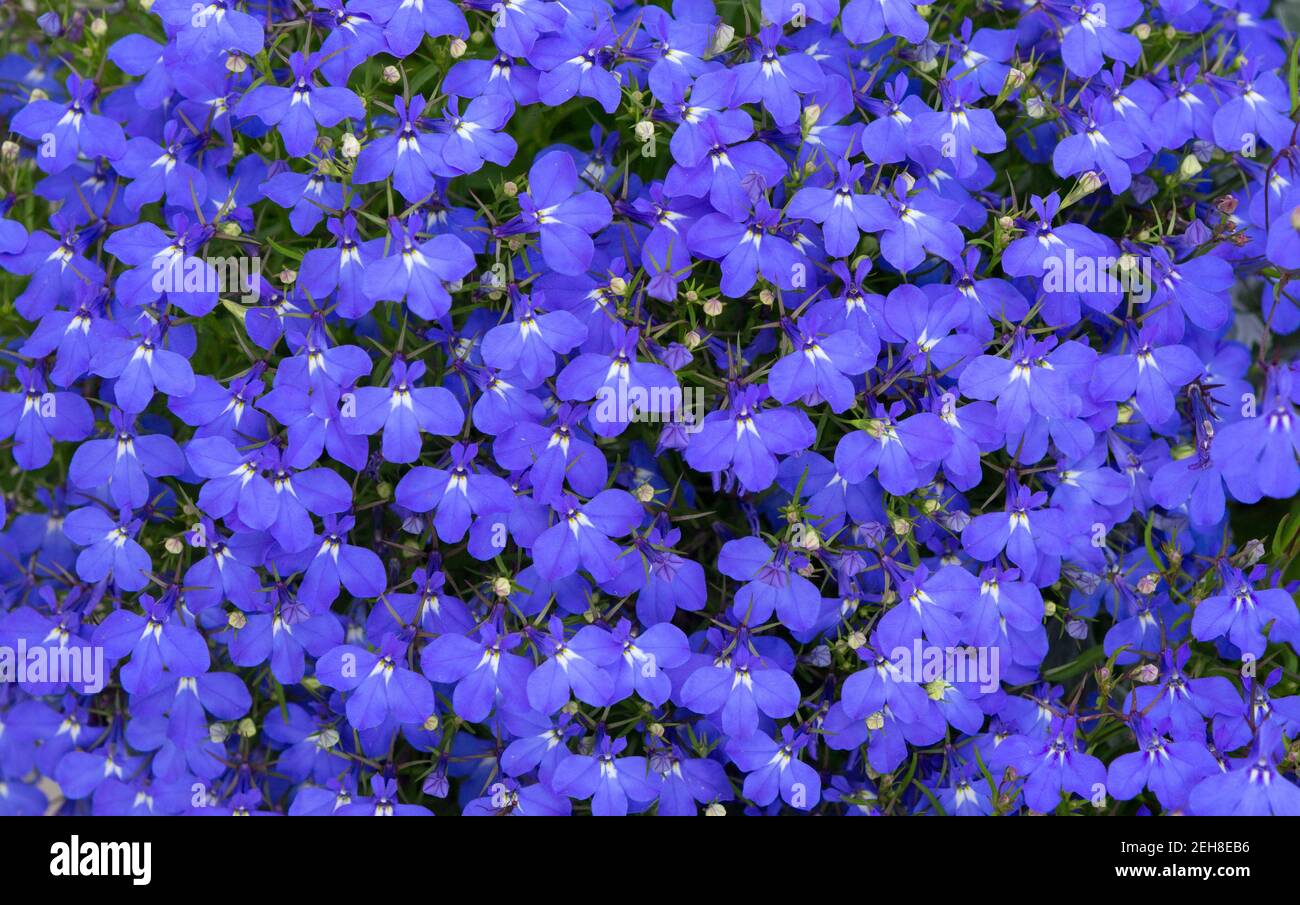 Lobelia. Blauer Schwanz Lobelia Saphirblüten oder Fransen Lobelia oder Lobelia Erinus 'Saphir'. Umrandung Lobelia. Blumen als Hintergründe. Stockfoto