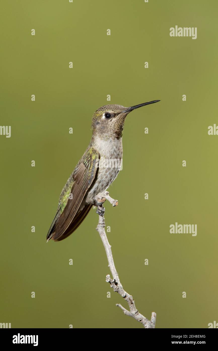 Annas Kolibri-Jungmännchen, Calypte anna, thront auf dem Zweig. Stockfoto