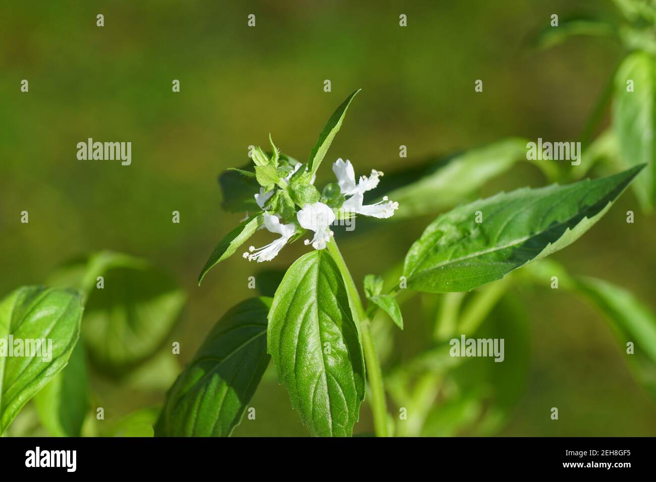 Blühendes Basilikum (Ocimum basilicum) mit weißen Blüten und einem verschwommenen Hintergrund. Ein kulinarisches Kraut der Familie Lamiaceae (Minzen). Niederlande, Februar Stockfoto