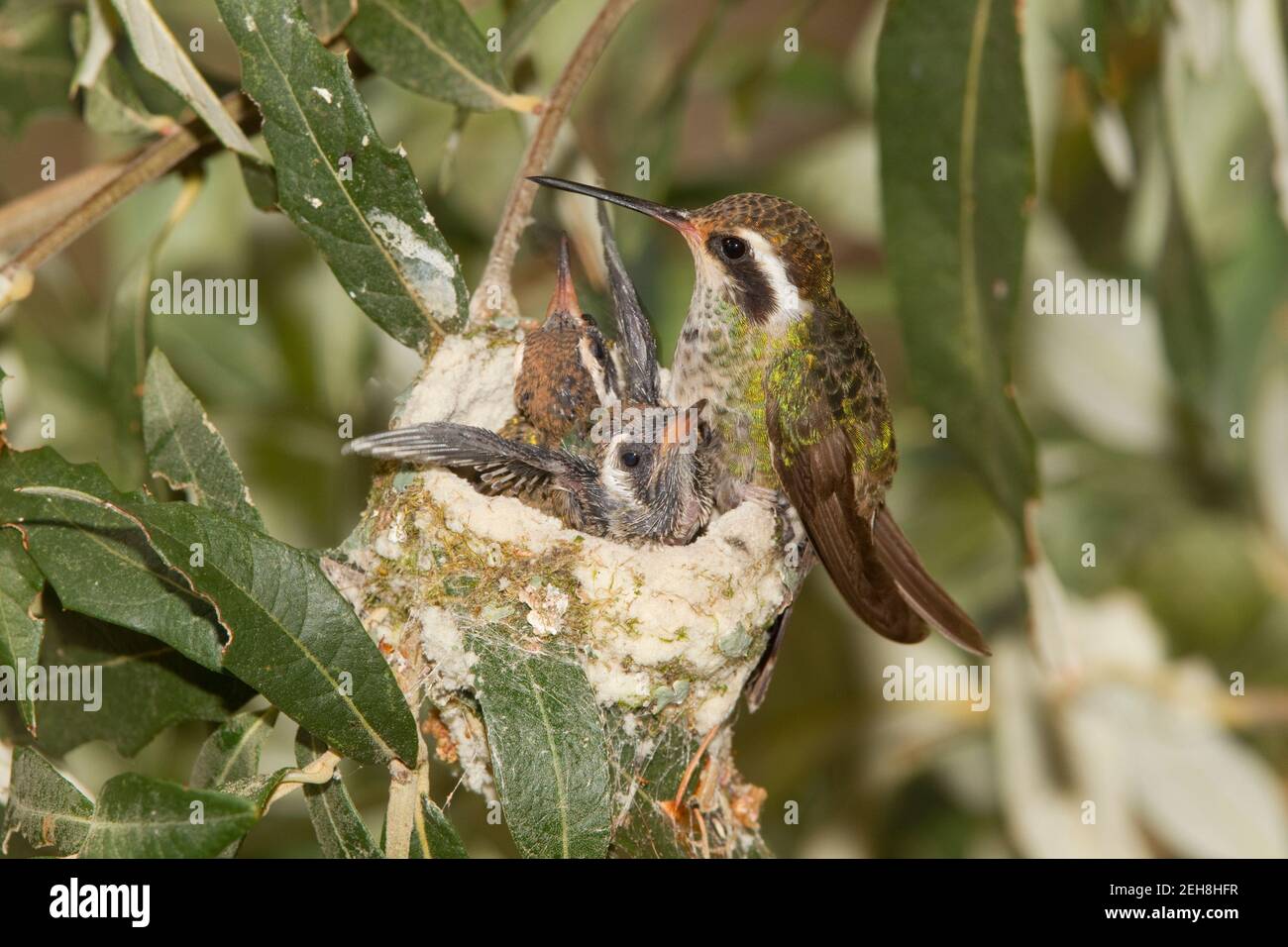 Weißohr Kolibri Weibchen und Nestlinge, Hylocharis leucotis, 14 Tage und 16 Tage alt in Silverlaf Eiche. Stockfoto