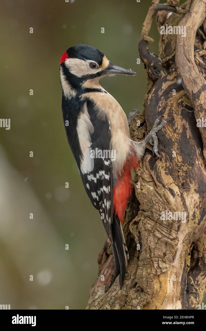 Größere Spotted Woodpecker Stockfoto