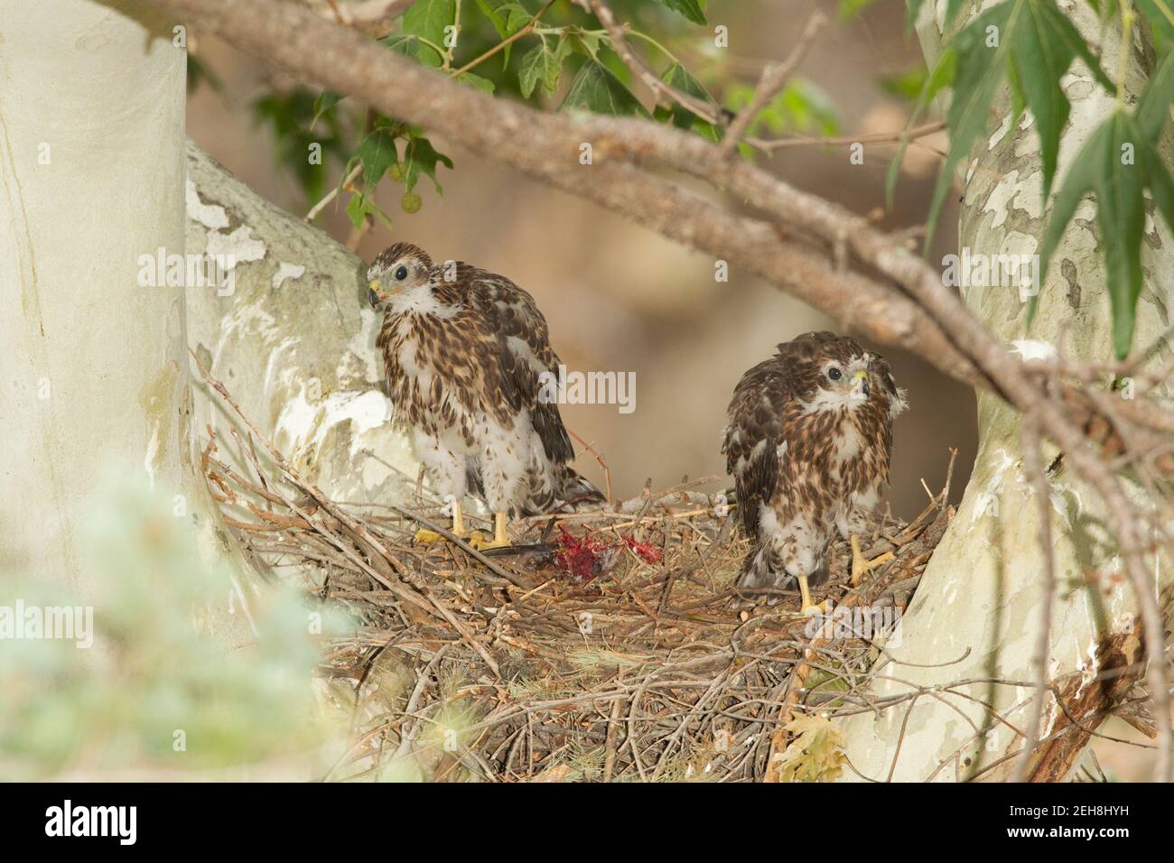 Nördliche Goshawk Nestlinge, Accipiter gentilis, fressen Vogel beim Nest in Platanen Baum. Stockfoto