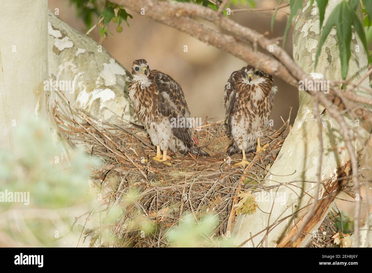 Nördliche Goshawk Nestlinge, Accipiter gentilis, fressen Vogel beim Nest in Platanen Baum. Stockfoto