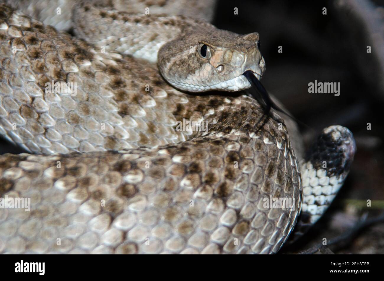 WESTERN Diamondback (Crotalus atrox) ohne Rassel Stockfoto