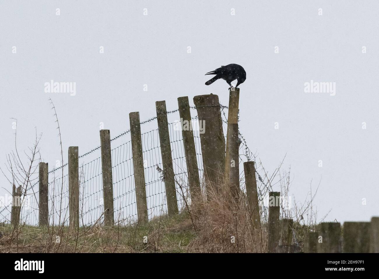 Aas Crow (Corvus corone) Essen auf Zaunpfosten im Winter - Schottland, Großbritannien Stockfoto