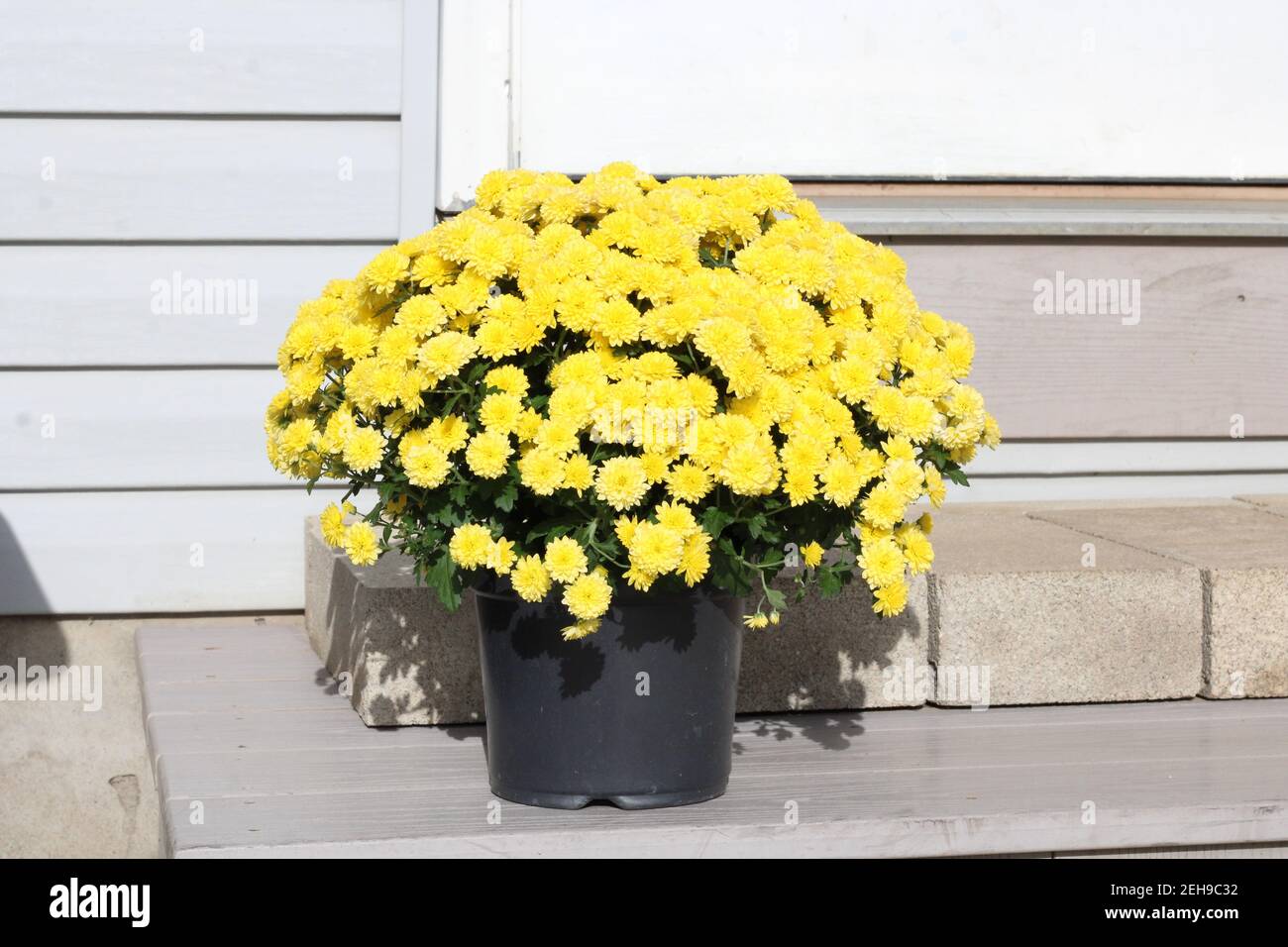 Gelbe Mom Pflanze auf der Veranda Schritt, in Holmes County, Ohio Stockfoto