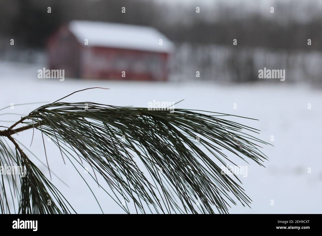Macro Kiefernnadeln, mit rustikalen Scheune, im Hintergrund Stockfoto