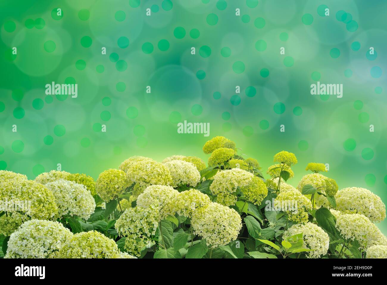 Hellgrün weiße Hortensien oder Hortensien Blumen - floraler Hintergrund. Zarte runde Blütenstände auf einem unscharfen natürlichen Sommergarten Hintergrund mit Stockfoto