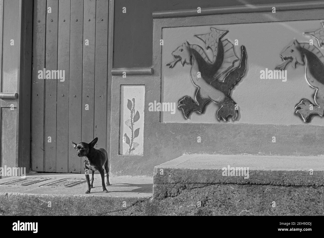 Kolumbien Guatape EIN chihuahua steht Wache vor einem Haus in Guatape. Das Haus ist mit einem Wandgemälde namens Zocalo auf seiner Fassade bemalt. Stockfoto