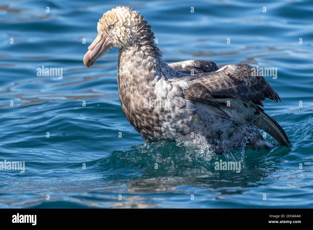 Ein Riesensturmvogel im Norden wird mit einem Bad aufgeebbt Die Gewässer vor Südgeorgien Stockfoto