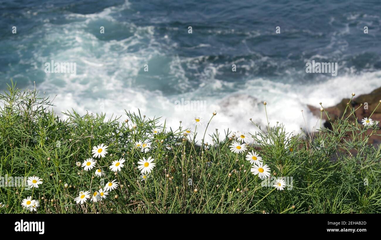 Einfache weiße Ochsenaugen-Gänseblümchen im grünen Gras über dem pazifik, die Wellen spritzen. Wildblumen auf der steilen Klippe. Zarte Marguerite in Blüte in der Nähe von Gewässern Stockfoto