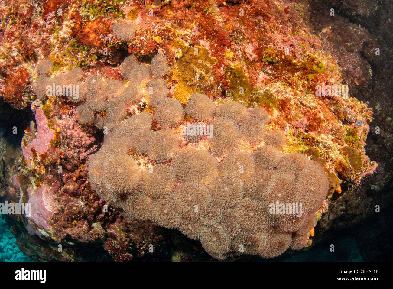 Corallimorphen oder Bandscheibenanemonen, Rhodactis rhodostoma, leben in Kolonien, besitzen symbiotische Algen und werden hauptsächlich auf ihren Produkten gehalten. Sie sind ein Stockfoto