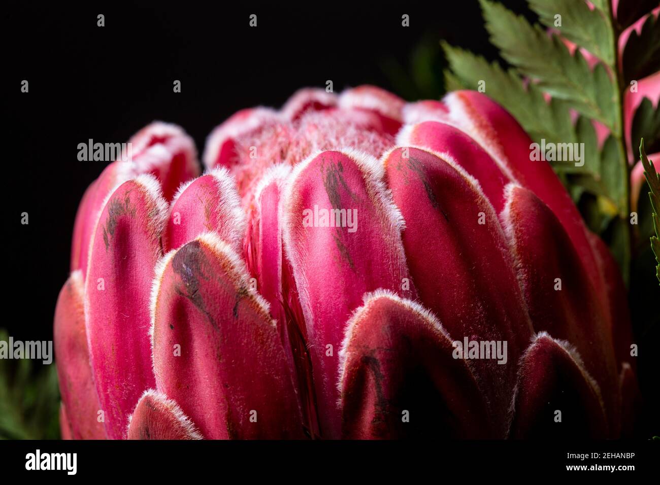 Red King Protea südafrikanischen Blume Nahaufnahme noch isoliert Auf schwarzem Hintergrund Stockfoto