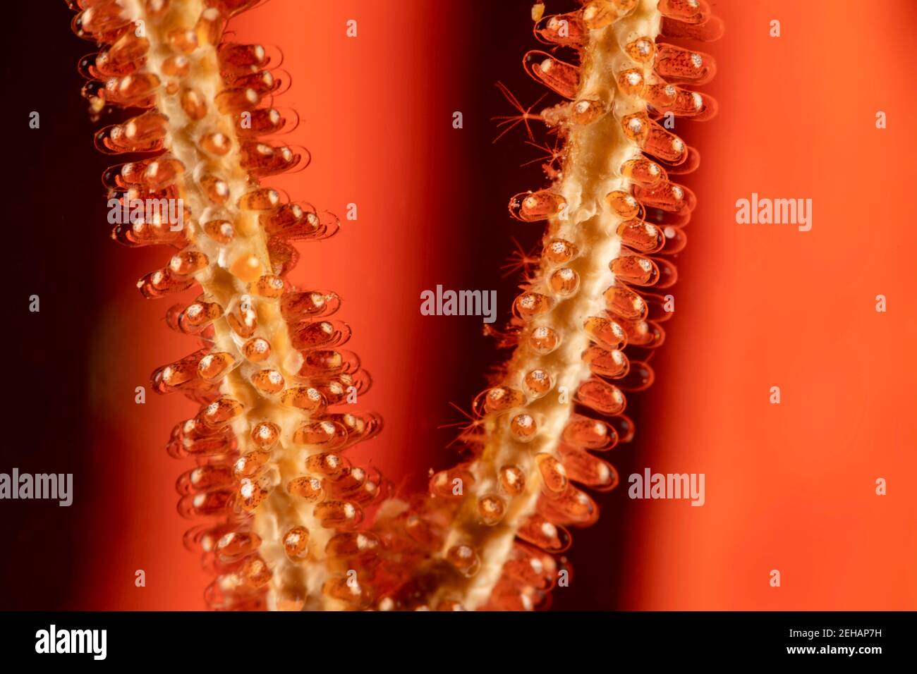 Diese Eier eines goldenen Mädchens, Amblyglyphidodon aureus, wurden auf einen toten Teil einer Seepeitsche, Philippinen, gelegt. Das Mädchen kaut die Polypen Stockfoto