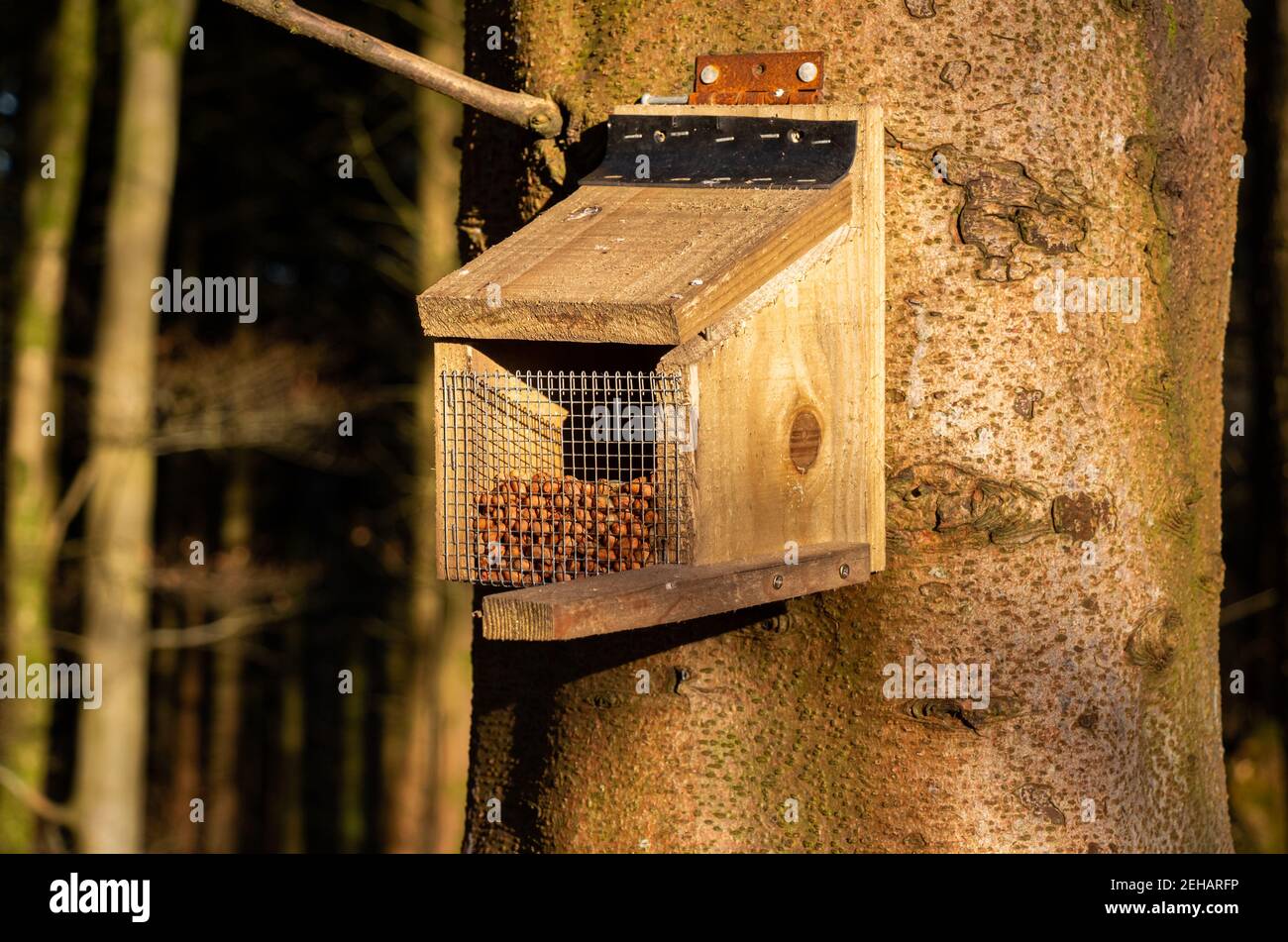 Nüsse in einem roten Eichhörnchen Feeder an einem Baum befestigt In einem Wald in der Wintersonne Stockfoto