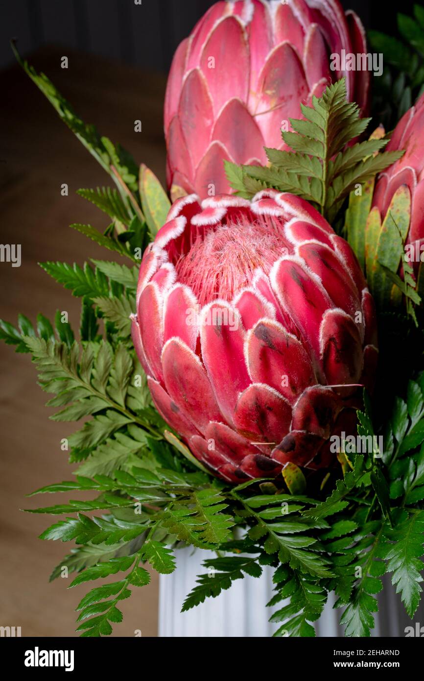 Red King Protea südafrikanischen Blume Nahaufnahme noch isoliert Auf schwarzem Hintergrund Stockfoto