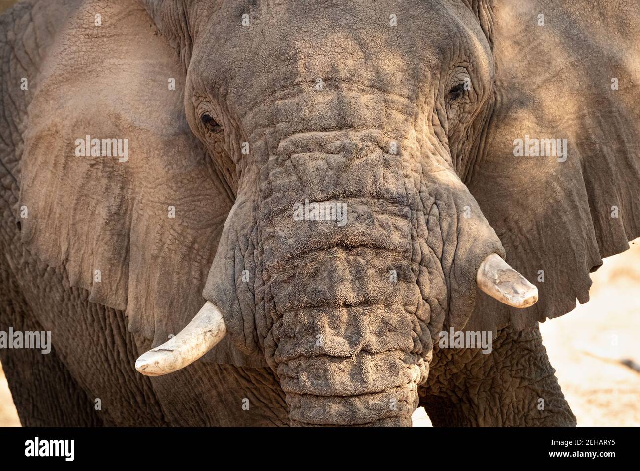 Porträt eines Wüstenelefanten, aufgenommen während einer Foto-Safari-Reise im trockenen Ugab River, Brandberg, Namibia Stockfoto