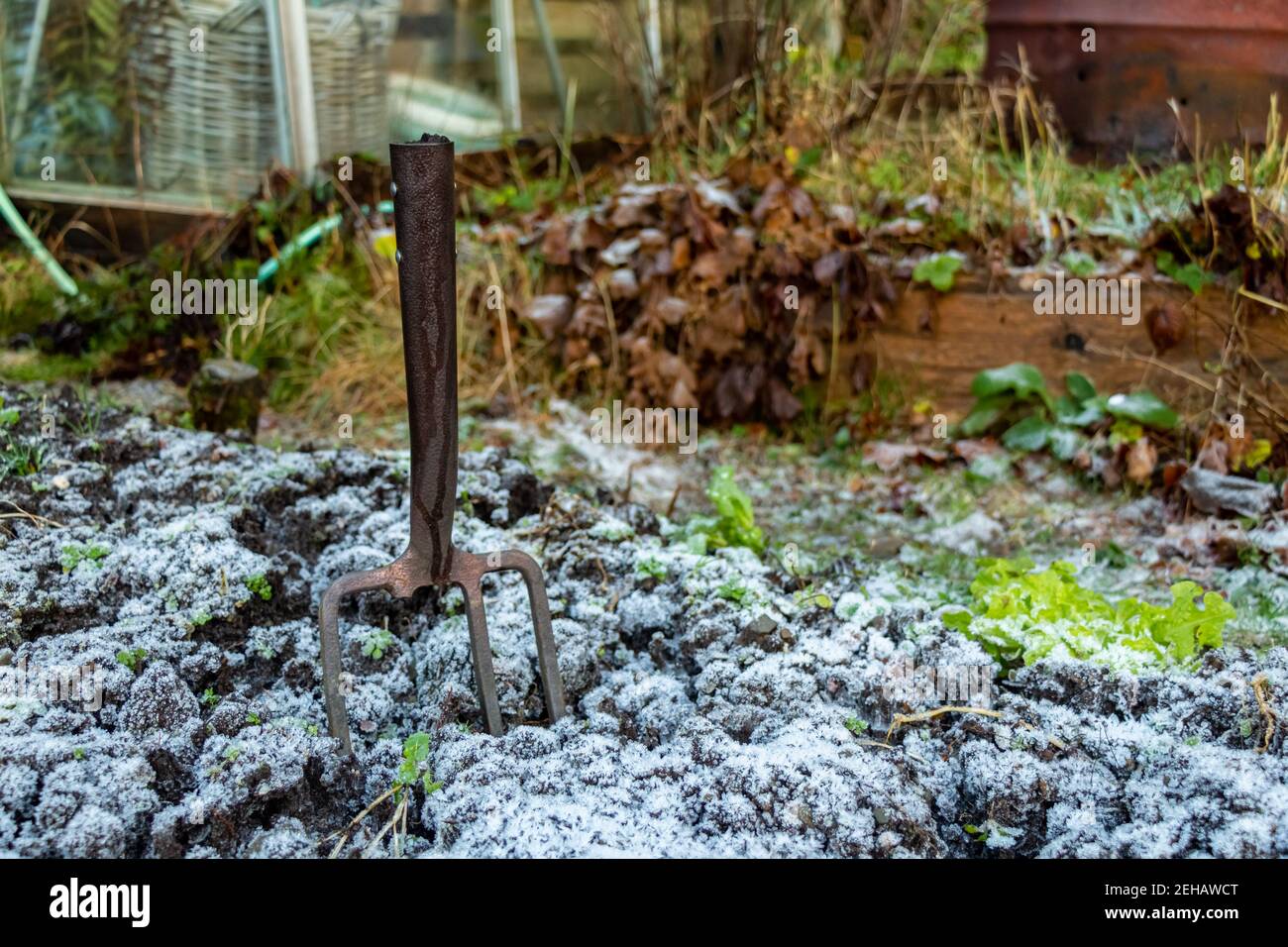 Gebrochene Gartengabel in gefrorenem Boden in einem Gemüse stecken Grundstück im Winter Stockfoto
