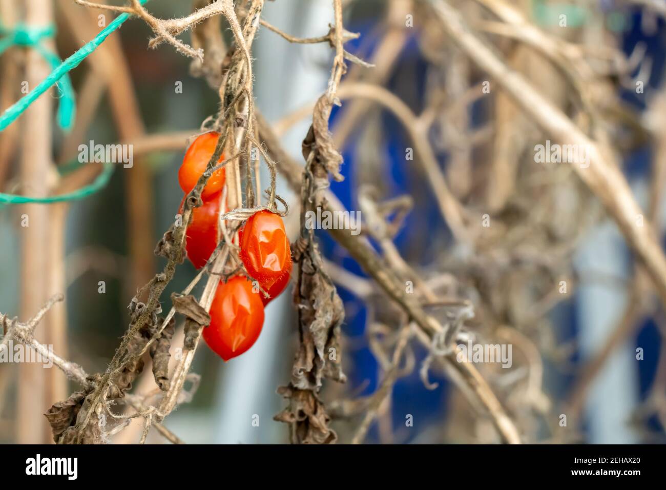 Nahaufnahme von alten sterbenden geschrumpften Tomatenpflanzen in Ein Gewächshaus im Winter Stockfoto