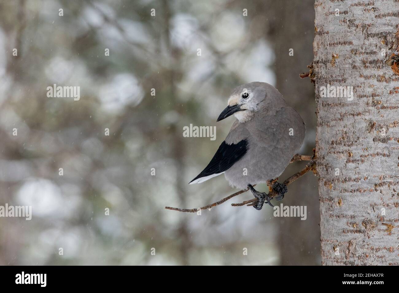 USA, Wyoming, Yellowstone National Park. Clarks Nussknacker (WILD: Nucifraga columbiana) im typischen Waldlebensraum. Stockfoto