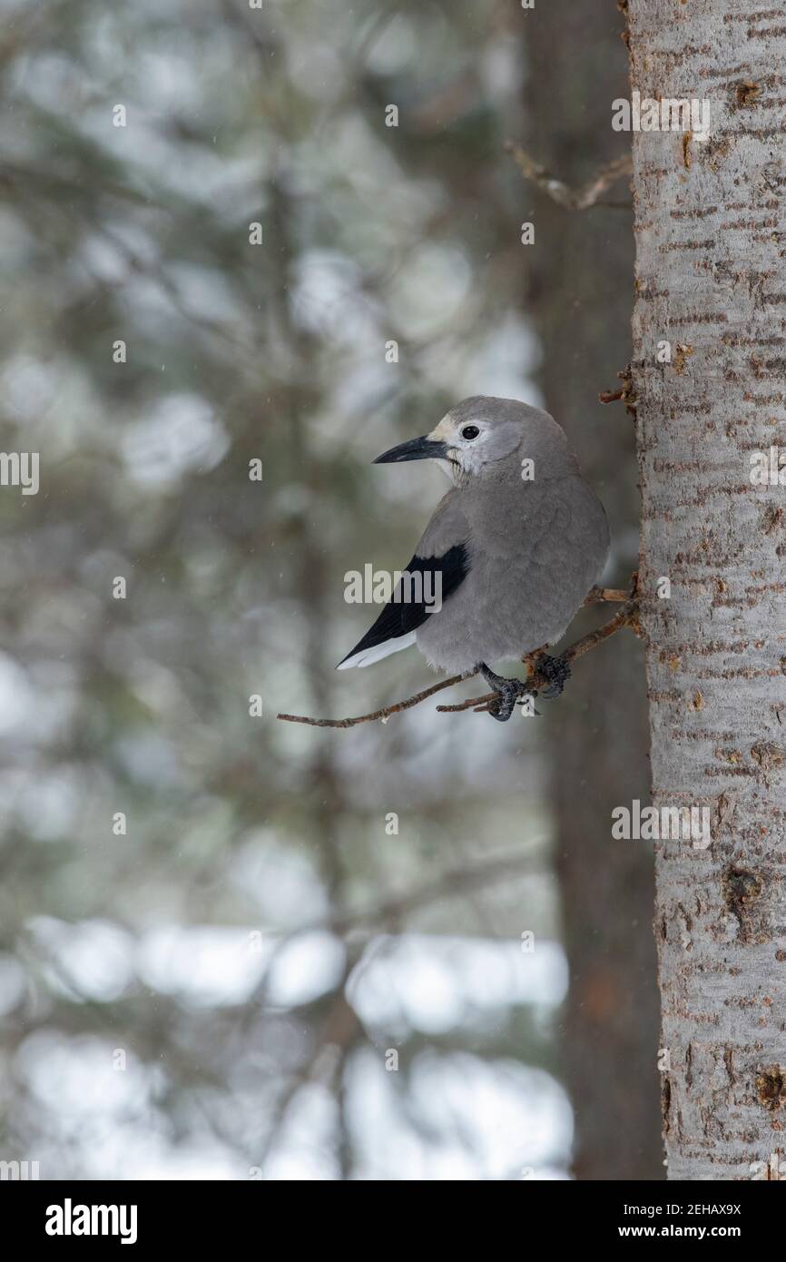 USA, Wyoming, Yellowstone National Park. Clarks Nussknacker (WILD: Nucifraga columbiana) im typischen Waldlebensraum. Stockfoto