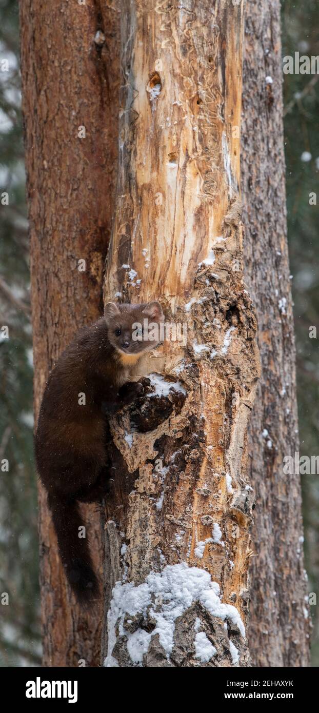 USA, Montana, Yellowstone National Park. Lone Pine Marten typisch im Winterwald Lebensraum (WILD: Martes americana) Stockfoto