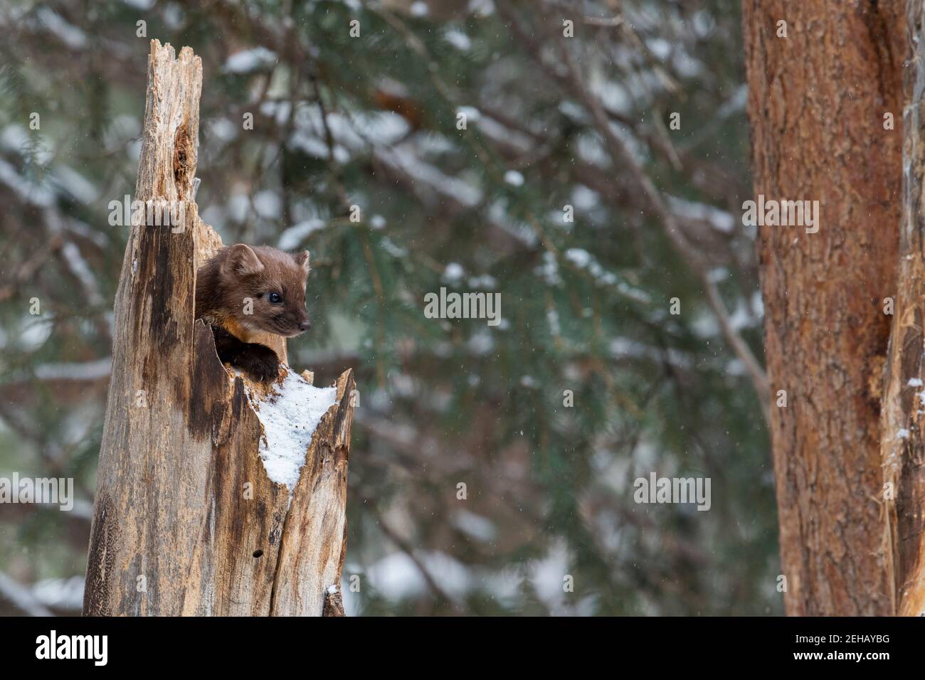 USA, Montana, Yellowstone National Park. Lone Pine Marten typisch im Winterwald Lebensraum (WILD: Martes americana) Stockfoto