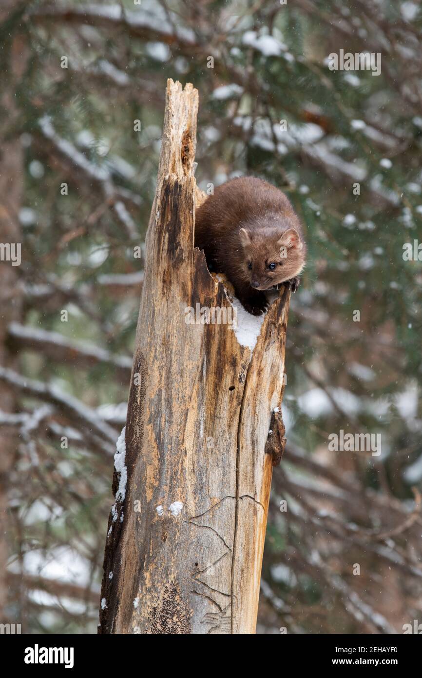 USA, Montana, Yellowstone National Park. Lone Pine Marten typisch im Winterwald Lebensraum (WILD: Martes americana) Stockfoto