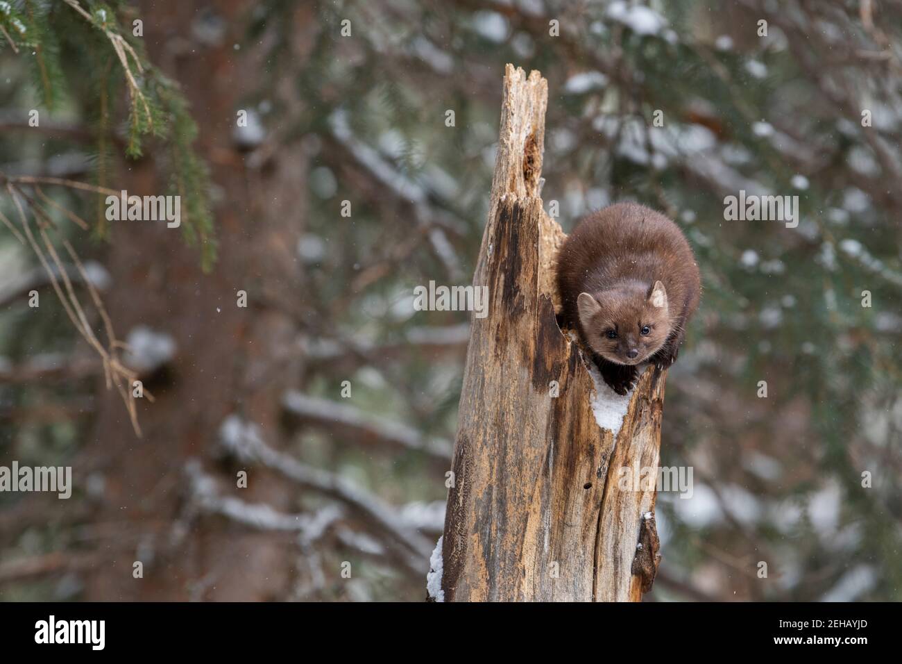 USA, Montana, Yellowstone National Park. Lone Pine Marten typisch im Winterwald Lebensraum (WILD: Martes americana) Stockfoto