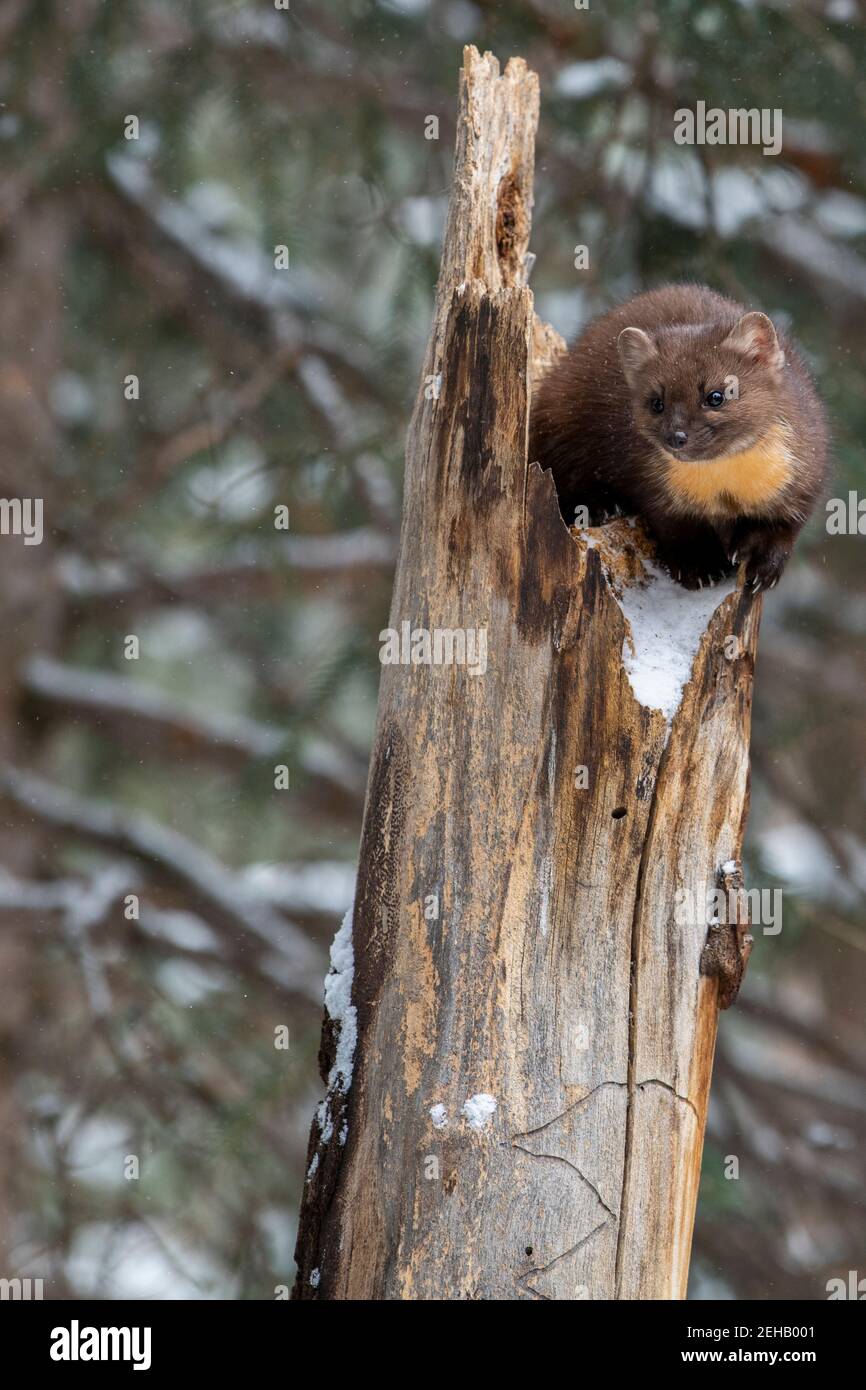 USA, Montana, Yellowstone National Park. Lone Pine Marten typisch im Winterwald Lebensraum (WILD: Martes americana) Stockfoto