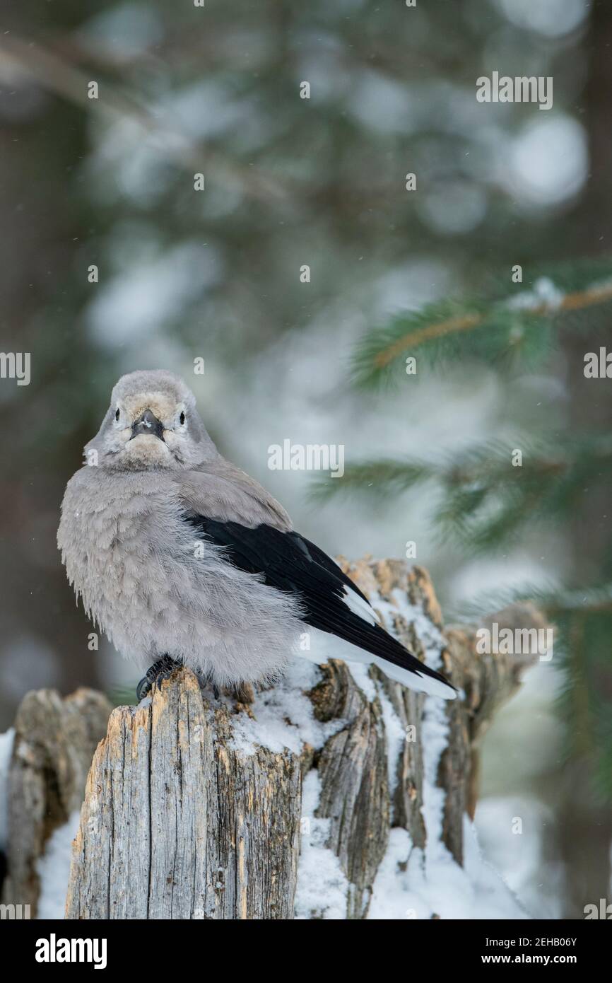 USA, Wyoming, Yellowstone National Park. Clarks Nussknacker (WILD: Nucifraga columbiana) im typischen Waldlebensraum. Stockfoto
