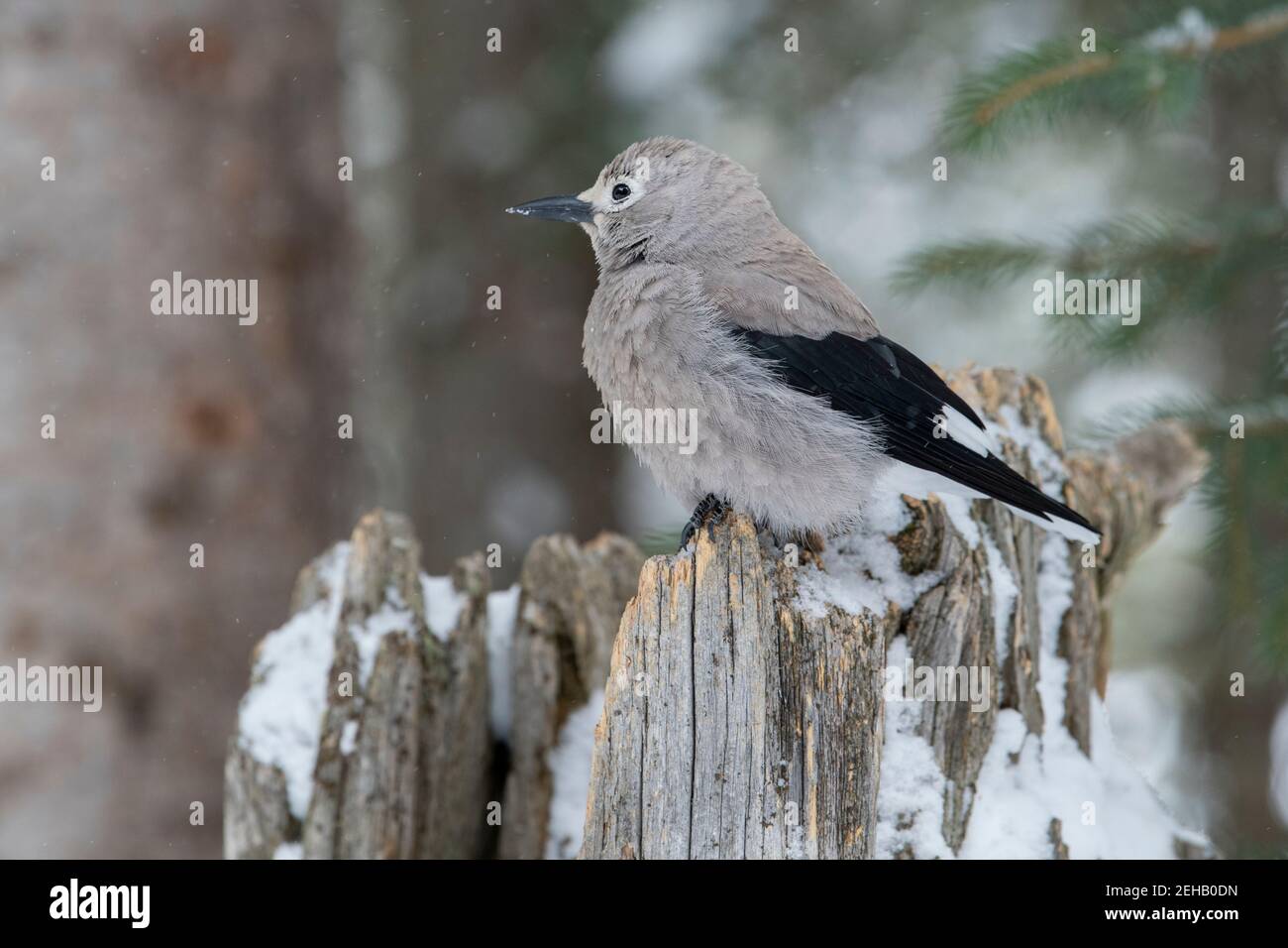 USA, Wyoming, Yellowstone National Park. Clarks Nussknacker (WILD: Nucifraga columbiana) im typischen Waldlebensraum. Stockfoto
