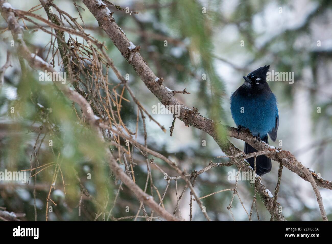 USA, Wyoming, Yellowstone National Park. Steller's jay im Winterwald Lebensraum (WILD: Cyanocitta stelleri) Stockfoto