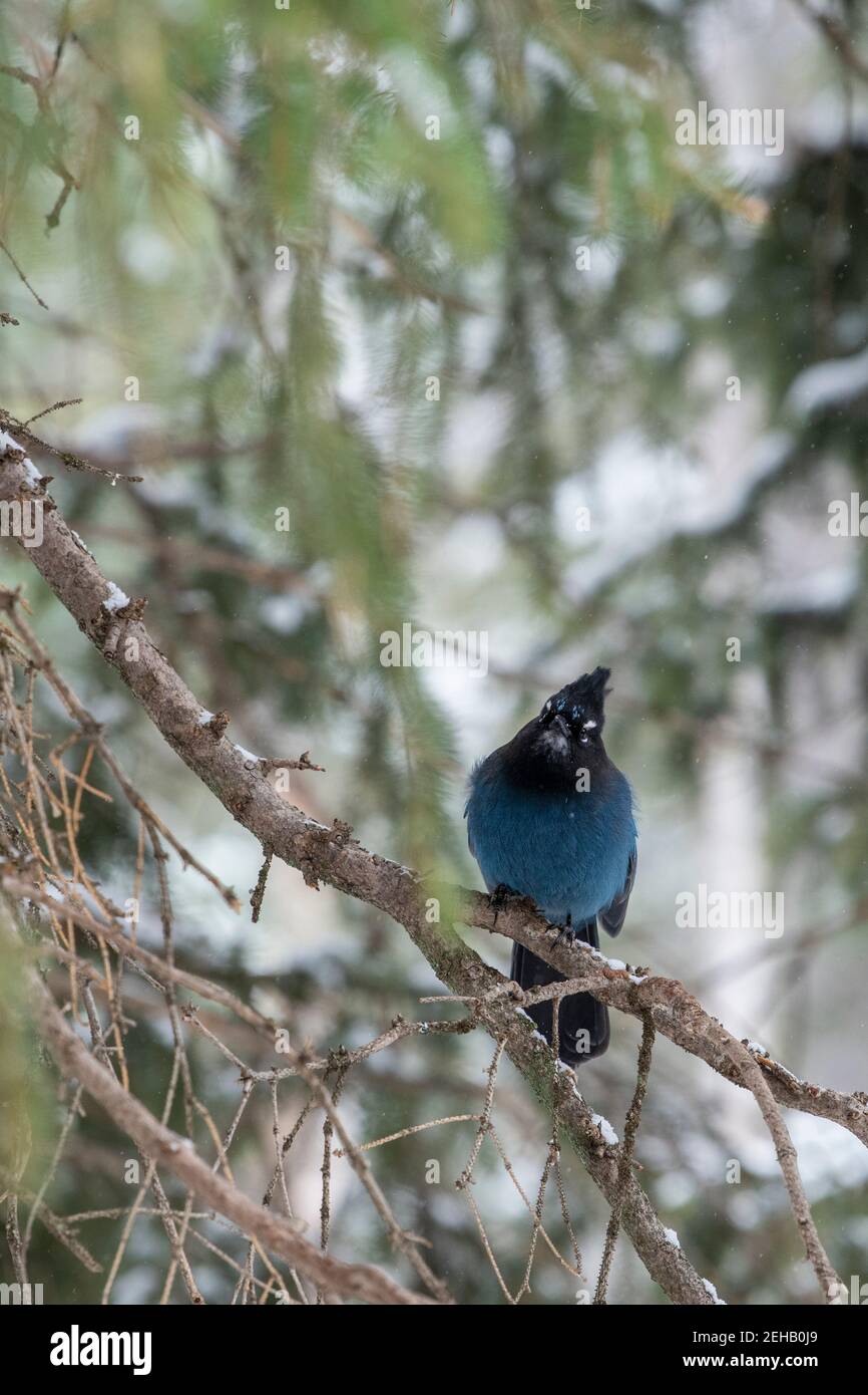 USA, Wyoming, Yellowstone National Park. Steller's jay im Winterwald Lebensraum (WILD: Cyanocitta stelleri) Stockfoto