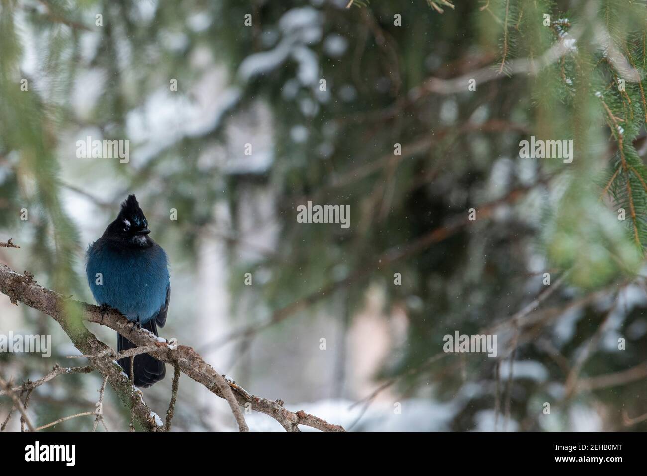 USA, Wyoming, Yellowstone National Park. Steller's jay im Winterwald Lebensraum (WILD: Cyanocitta stelleri) Stockfoto